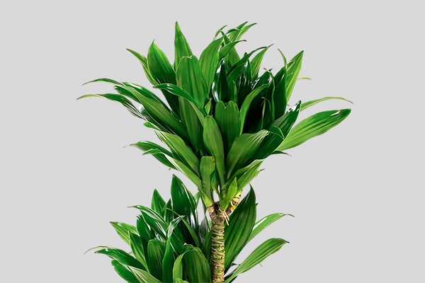 Dracaena Compacta