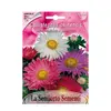 ასტრას თესლი Aster SEMPLICE IN MISCUGLIO FI508-MAXIFlor