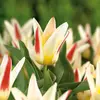 ბოლქვი BUD HBM ტიტა Tulipa Johann Strauss 10/11 2 ც