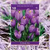 ბოლქვოვანი HBM BES Crocus Large Blue (x10)