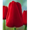 ბოლქვი BES HBM Tulipa Ile de France 10/11 5 ც