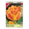 ბოლქვოვანი HBM BES Tulipa Monte Flame (x5)