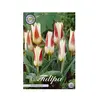 ბოლქვოვანი HBM BES Tulipa Johann Strauss (x5)