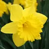 მცენარე ბოლქვიანი BES Narcissus Dutch Master 5 ც