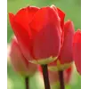 ბოლქვი BES HBM ტიტა Tulipa Fostery King 10/11 5 ც