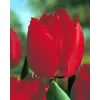ბოლქვი BES HBM ტიტა Tulipa Arma 10/11 5 ც