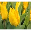 ბოლქვი BES HBM ტიტა Tulipa Yoko Parrot 10/11 5 ც