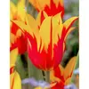 ბოლქვოვანი HBM BES Tulipa Fire Wings (x5)