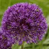 ბოლქვი BES HBM Allium Purple Sensation 10/12 3 ც