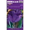 ბოლქვოვანი HBM BES Tulipa Blue Diamond (x5)