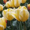 ბოლქვი BES HBM ტიტა Tulipa Jaap Groot 10/11 5 ც