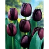 ბოლქვი BES HBM ტიტა Tulipa Queen of Night 10/11 5 ც