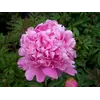 ბოლქვი იორდასალამი ვარდისფერი პიონია HBM BES Paeonia Pink 1/2 1 ც
