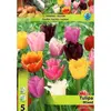 ბოლქვოვანი HBM STA Tulipa Fringed Mixed (x5)