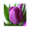 ბოლქვი BES HBM ტიტა Tulipa Purple Prince 10/11 5 ც