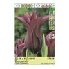 ბოლქვოვანი HBM BES Tulipa Burgundy (x5)
