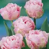 ბოლქვოვანი HBM BES Tulipa Angelique (x5)