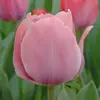 ბოლქვი BUD HBM ტიტა Tulipa Mystic van Eijk 10/11 2 ც