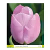 ბოლქვოვანი HBM STAR CAPPERLINE STA Tulipa Mistic Prince (x5)