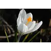 ბოლქვი DAY HBM კროკუსი Crocus Jeanne D'Arc 7/8 10 ც