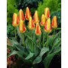 ბოლქვი BUD HBM ტიტა Tulipa Corona 10/11 2 ც