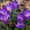 ბოლქვი BUD HBM კროკუსი Crocus Ruby Giant 5/7 7 ც