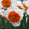 ბოლქვი STA HBM ნარგიზი Narcissus Bella Vista 12/14 5 ც