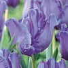 ბოლქვოვანი HBM BES Tulipa Blue Parrot (x5)