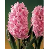 ბოლქვი BES HBM სუმბული Hyacinthus Fondant 14/15 3 ც