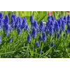ბოლქვი BUD HBM მუსკარი Muscari Armeniacum 6/7 7 ც