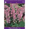 ბოლქვოვანი HBM BEST BUY CAPPERLINE BES Hyacinthoides Hisp. Pink (x8)