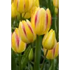 ბოლქვოვანი HBM STAR CAPPERLINE STA Tulipa Antoinette (x5)