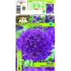 ბოლქვოვანი HBM STAR CAPPERLINE STA Allium Purple Sensation (x5)