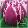 ბოლქვოვანი HBM BES Tulipa Muralto (x5)