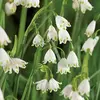 ბოლქვოვანი HBM STAR CAPPERLINE STA Leucocjum Aestivum (x5)