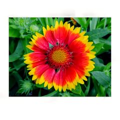 Gaillardia flower seeds Elitsort Seeds Arizona Sunshine 10pcs