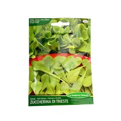 Chicory seeds ZUCC.DI TRIESTE 4 121-MAXIOr