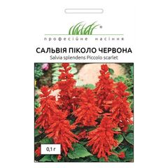 Salvia seeds ELITSORT Piccolo red 0.1 g