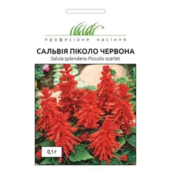 Salvia seeds ELITSORT Piccolo red 0.1 g