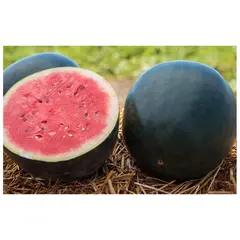 Seeds Watermelon Black star Bright Duchess 10 pcs