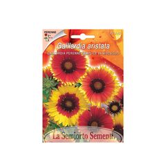 Chrysanthemum seeds