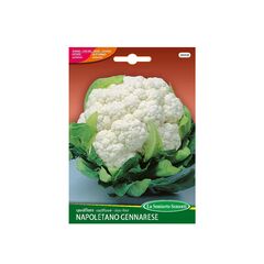 Cauliflower seeds Cauliflower NAPOLETANO GENNARESE 044-MAXIOr