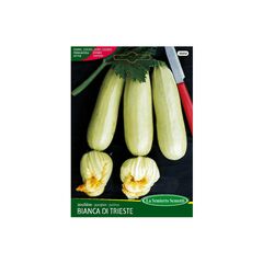 გოგრას თესლი Squash BIANCA DI TRIESTE 388-MAXIOr
