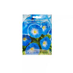 Ipomoea seeds Ipomea RUBRO COERULEA BLUE FI566-MAXIFlor