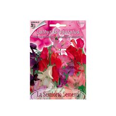 Seeds Lathyrus Lathyrus Ramp. in MIX FI568-MAXIFlor