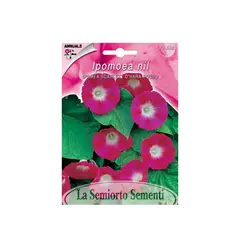 Ipomoea seeds Ipomea SCARLET O'HARA RED FI562-MAXIFlor
