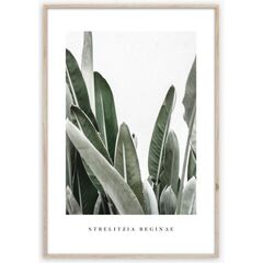 Picture in frame Styler Strelitzia BR005 50X70 cm