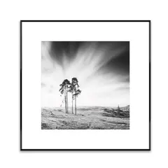 Picture in a frame Styler AB088 TREES 50X50