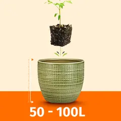 Пересадка в горшок от 50 до 100 литров