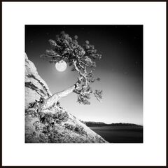 Картина на рамке Styler AB121 MOON TREE 50X50
